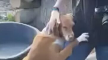 perro rescatado abraza a un periodista y este acaba adoptándolo