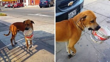 perro sale a la calle con un balde en la boca en busca de ayuda