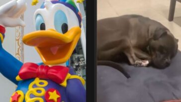 perro se convierte en el Pato Donald de Disney mientras duerme