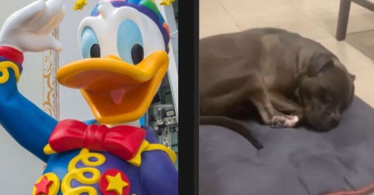perro se convierte en el Pato Donald de Disney mientras duerme