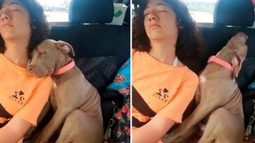 perro se duerme de una forma divertida