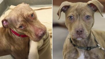 perro sin hogar hace su cama todos los días con la esperanza de que lo adopten