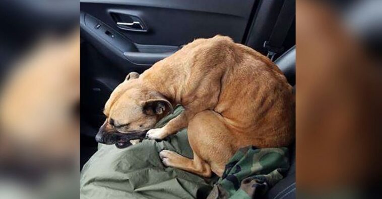 perro sin hogar ve la puerta de un coche abierta y se mete dentro en seguida
