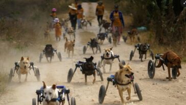 perros discapacitados vuelven a correr