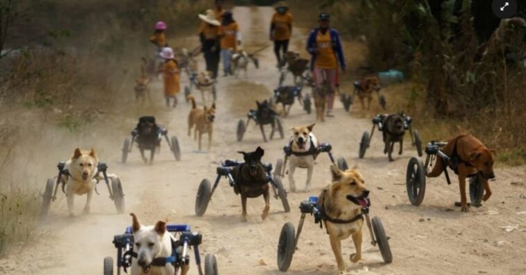 perros discapacitados vuelven a correr