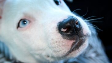 Familia abandona a un perro sordo