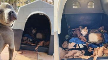 pitbull convida a una gata sin hogar que estaba embarazada a su casa para que tenga a sus bebés