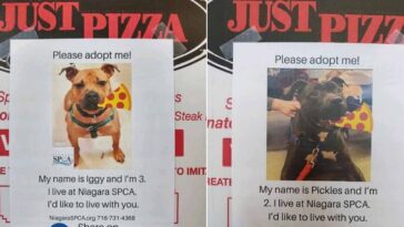 pizzería coloca fotografías de perritos en sus cajas