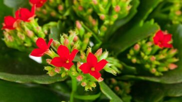 Kalanchoe: aprende a cultivar esta planta