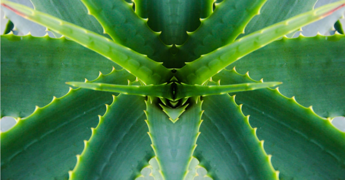 Cómo Plantar Aloe Vera Con La Hoja O El Brote (plántula)