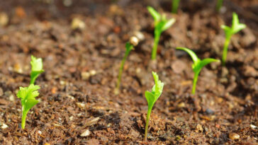 plantar cilantro