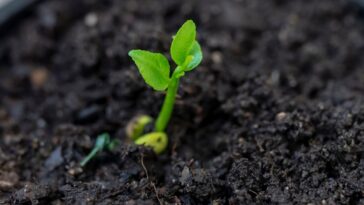 plantar un limón en una maceta