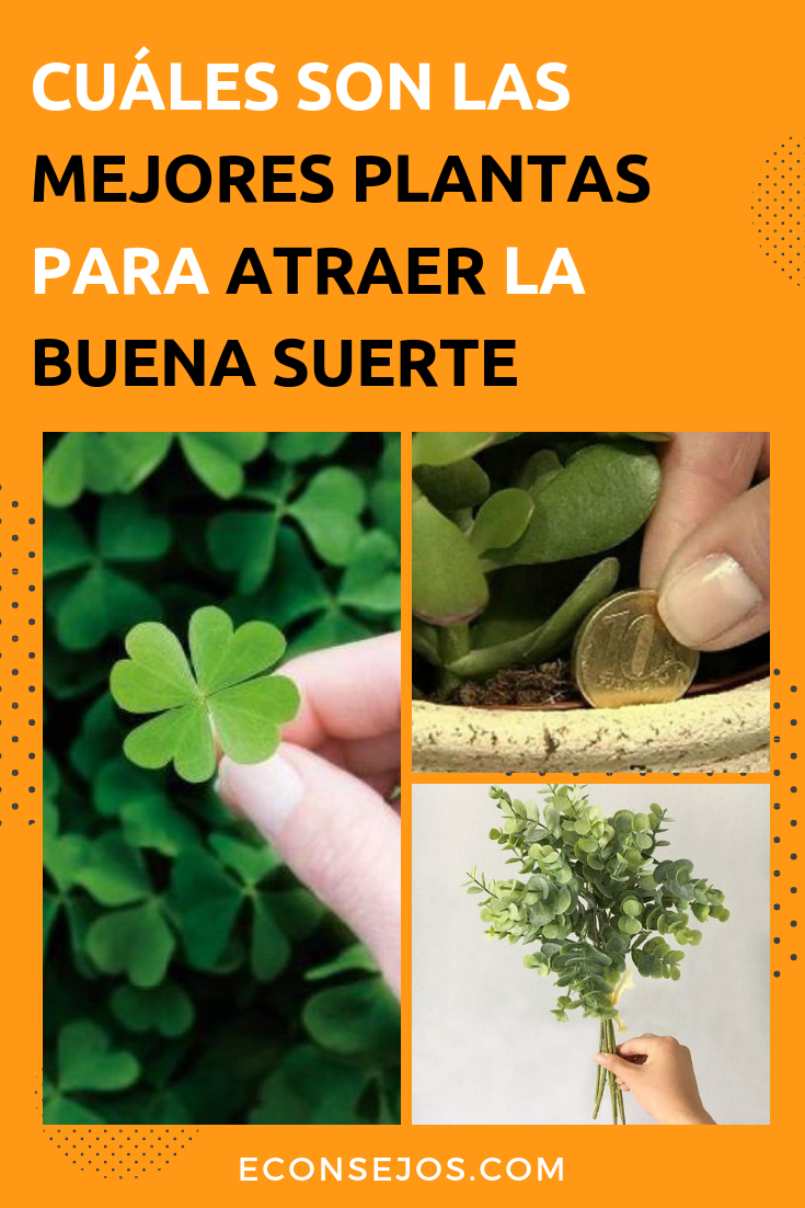 Cuáles Son Las Mejores Plantas Para Atraer La Buena Suerte