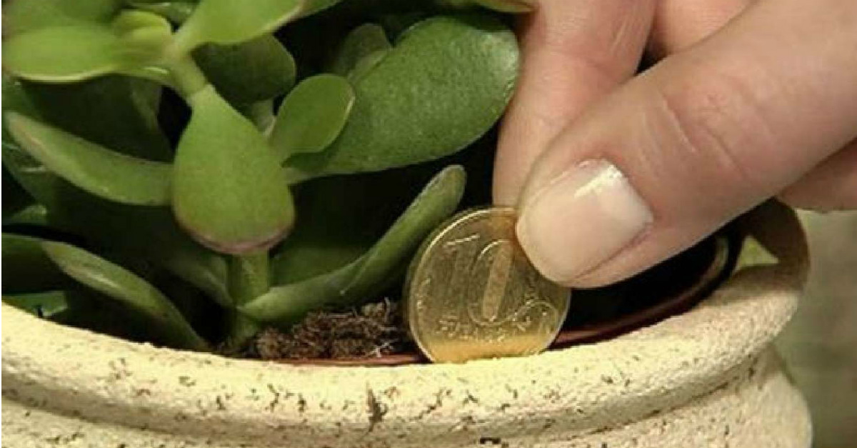 Cuáles Son Las Mejores Plantas Para Atraer La Buena Suerte