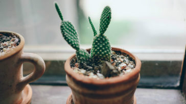 plantas que dan mala suerte