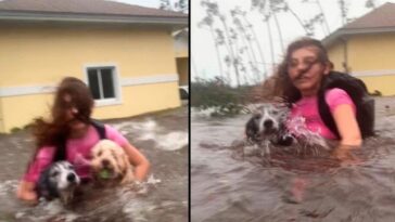 pone en peligro su vida para salvar a sus 2 perritos mientras escapan de las inundaciones