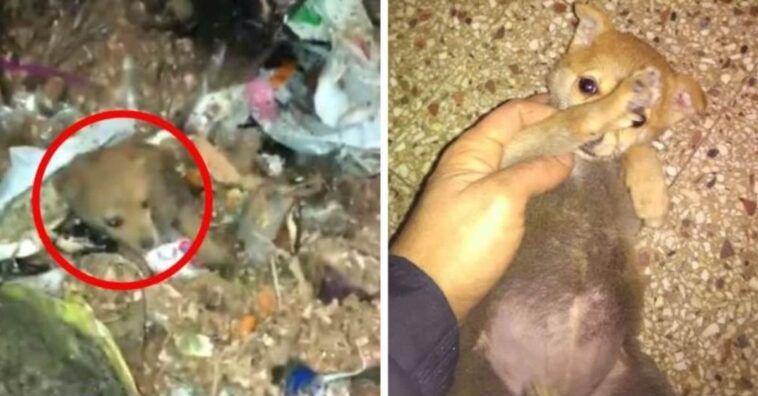 quejidos débiles en el interior del camión de la basura alertaron a unos héroes