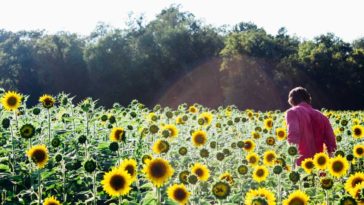 semillas de girasol