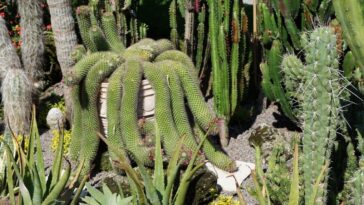 cactus y suculentas colgantes