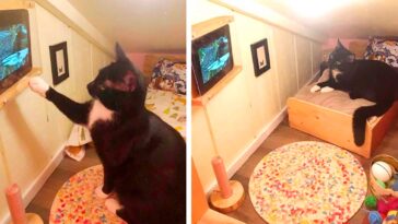 transforma el espacio detrás de la pared en un cuarto para el gato