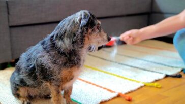 trucos para limpiar los pelos del perro