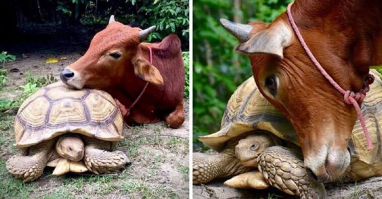 vaca y una tortuga se vuelven amigas inseparables