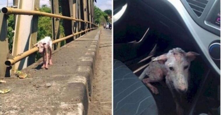 vida de la perrita abandonada cambió cuando se subió a un coche